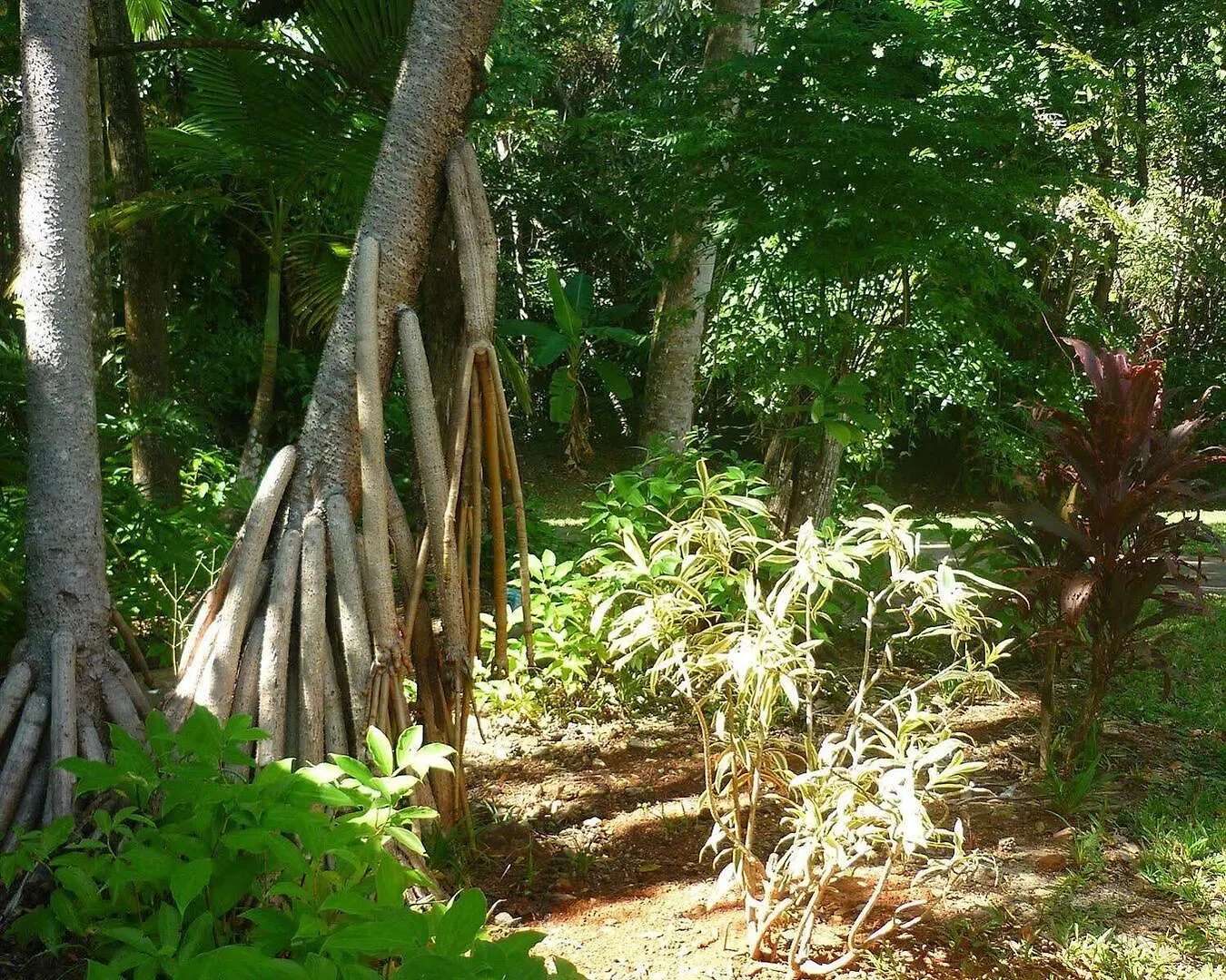 Ferntree Rainforest Lodge Cape Tribulation